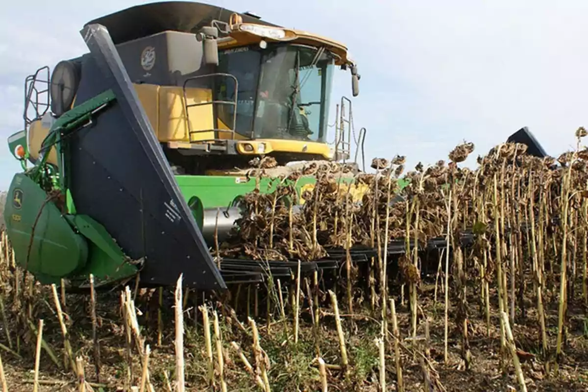 Cosechadora agrícola recolectando girasoles secos en un campo Cosechadora agrícola recolectando girasoles secos en un campo