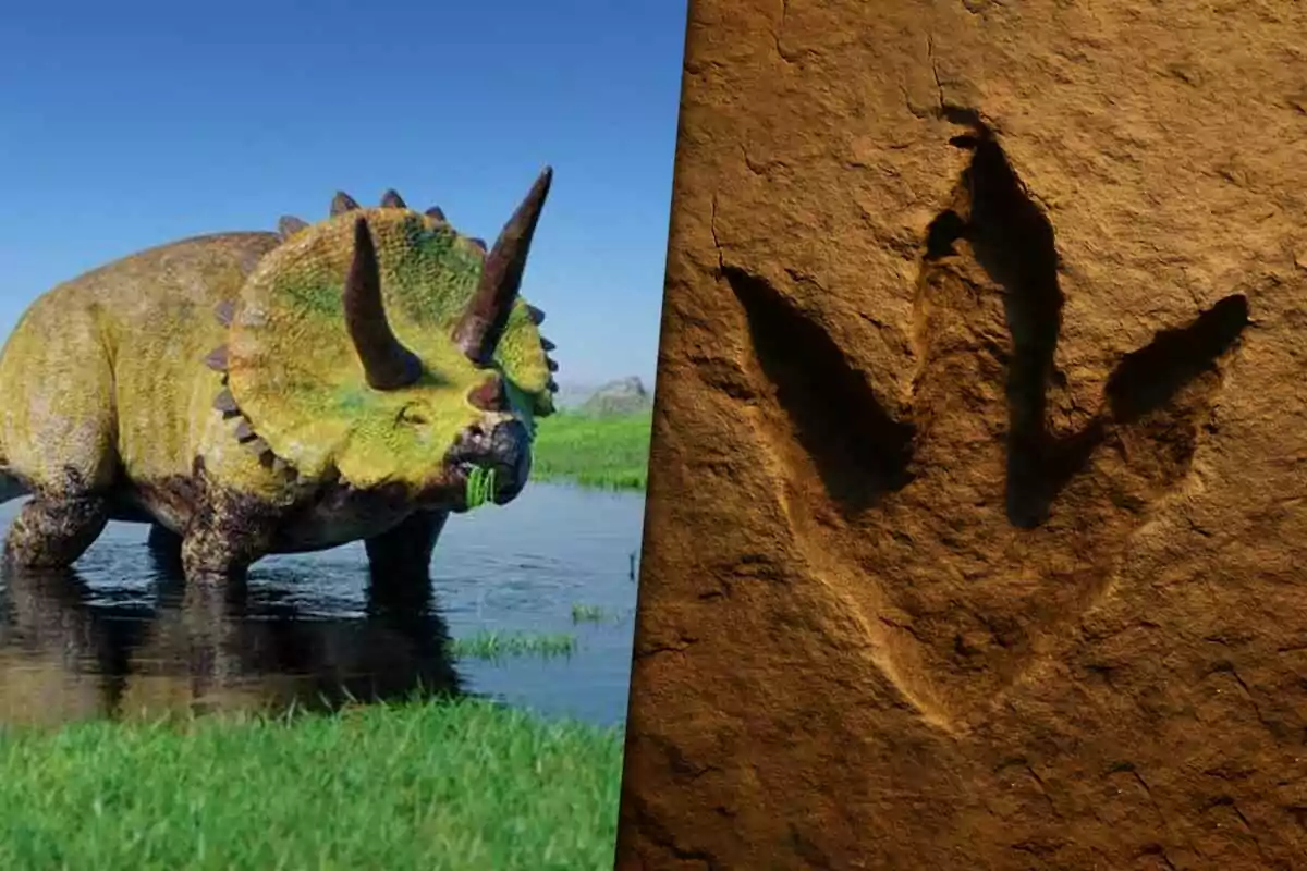 A three-horned dinosaur is standing in a natural landscape while a fossilized footprint is displayed on a rock beside it.