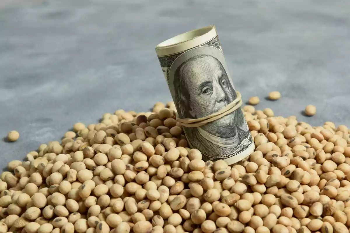 Billete enrollado de cien dólares rodeado de granos de soya sobre una superficie gris