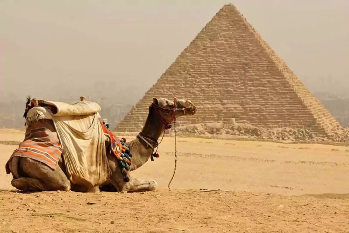 A camel resting in the desert in front of an Egyptian pyramid A camel resting in the desert in front of an Egyptian pyramid