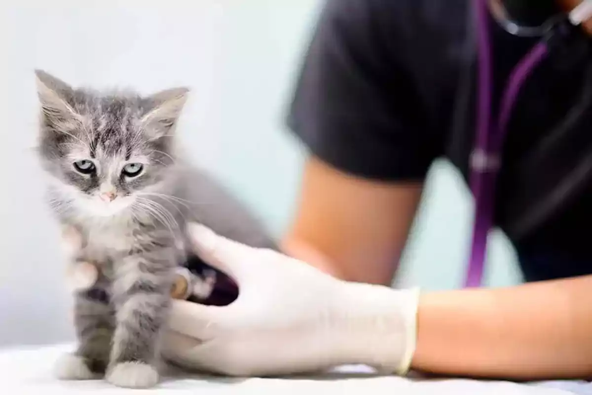 Gray kitten being examined by a veterinarian with white gloves Gray kitten being examined by a veterinarian with white gloves