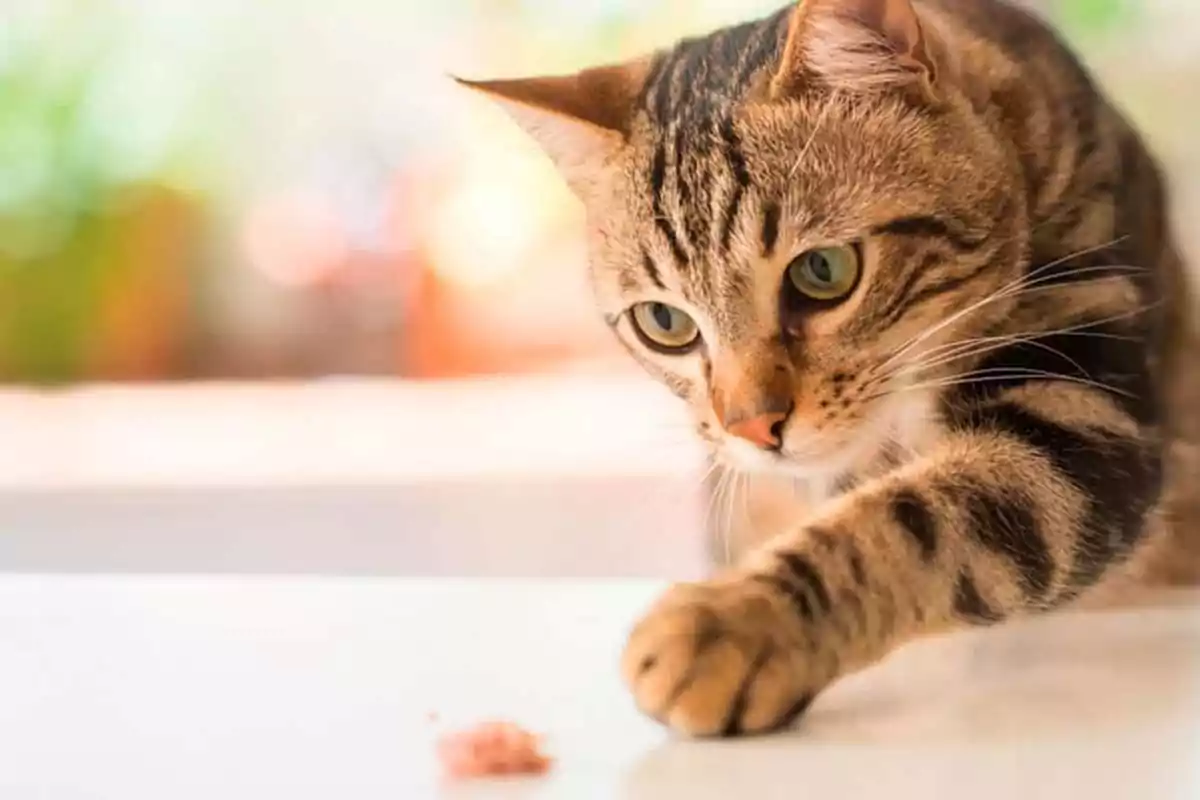 Tabby cat looking at and touching a piece of food on a white surface Tabby cat looking at and touching a piece of food on a white surface
