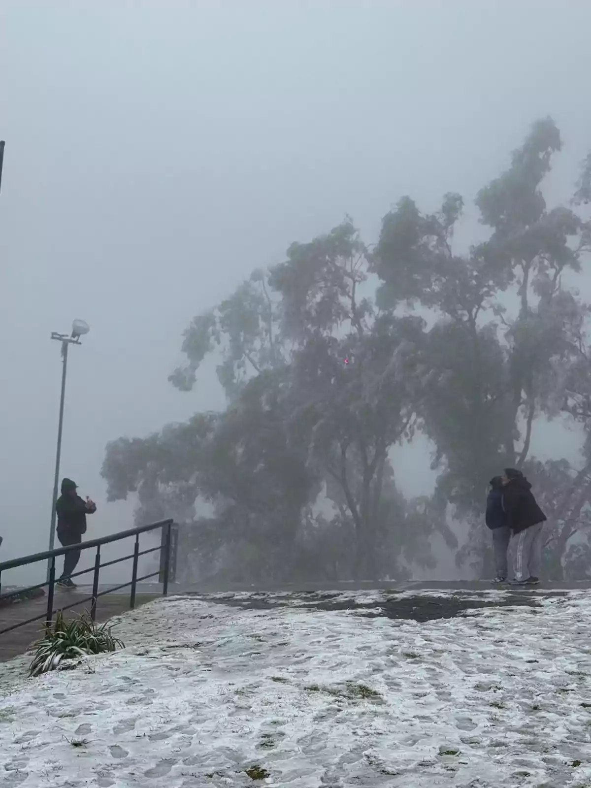 Personas abrigadas observan un paisaje nevado y cubierto de niebla junto a árboles altos y un barandal