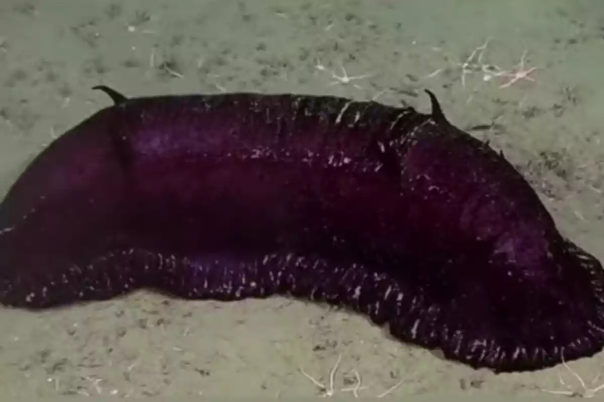 Pepino de mar púrpura sobre el fondo arenoso del océano