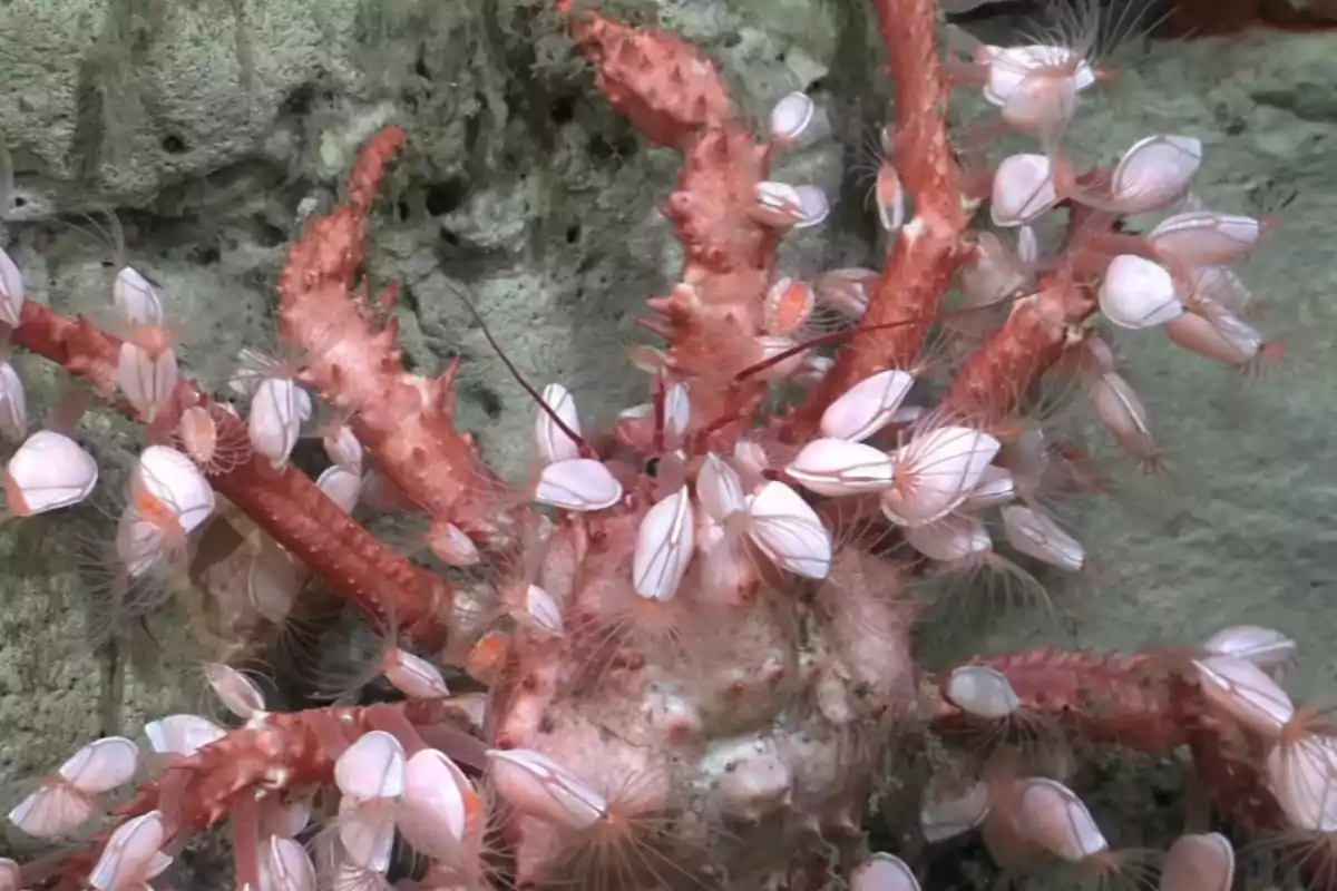 Decorator crab covered with small white marine organisms attached to its shell and legs Decorator crab covered with small white marine organisms attached to its shell and legs