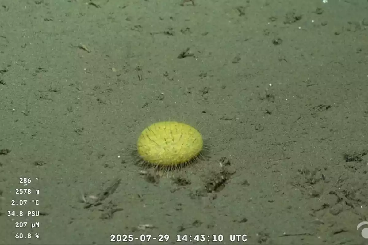Yellow sponge on the seabed surrounded by sand Yellow sponge on the seabed surrounded by sand