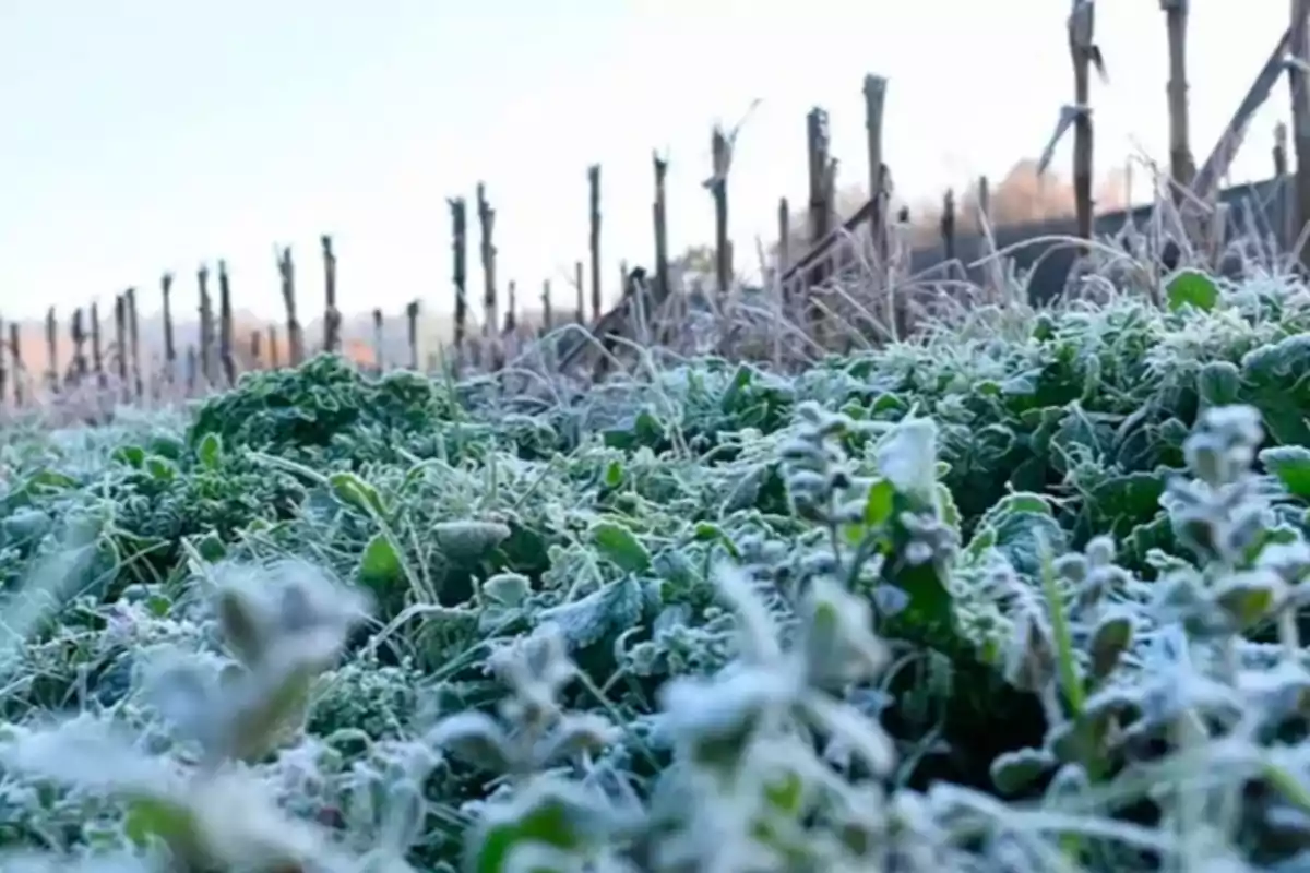 Plantas cubiertas de escarcha en un campo durante una mañana fría