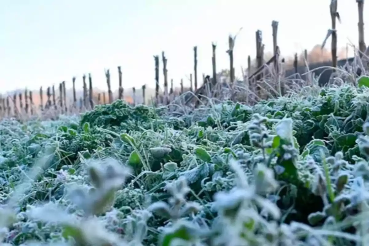 Frost-covered plants in a field next to a wooden fence on a cold day