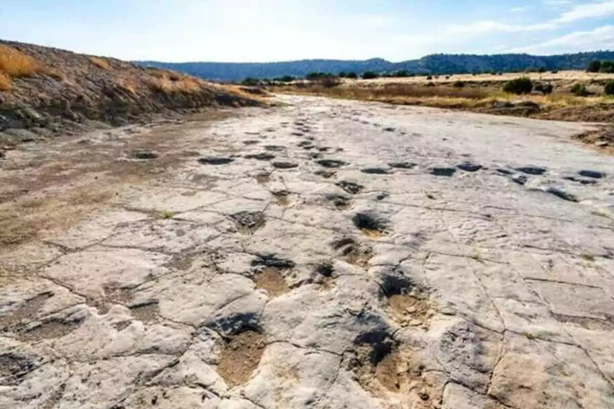 Fossilized dinosaur footprints on rocky ground under a clear sky Fossilized dinosaur footprints on rocky ground under a clear sky