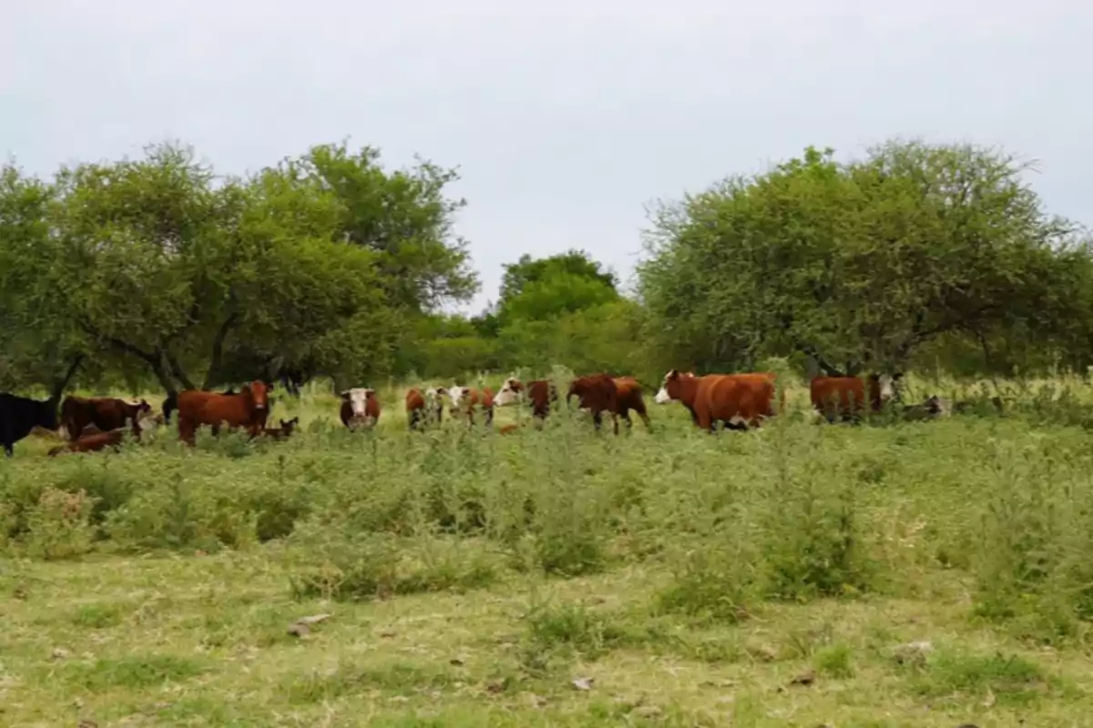 Vacas pastando entre árboles y vegetación en un campo verde bajo un cielo nublado.