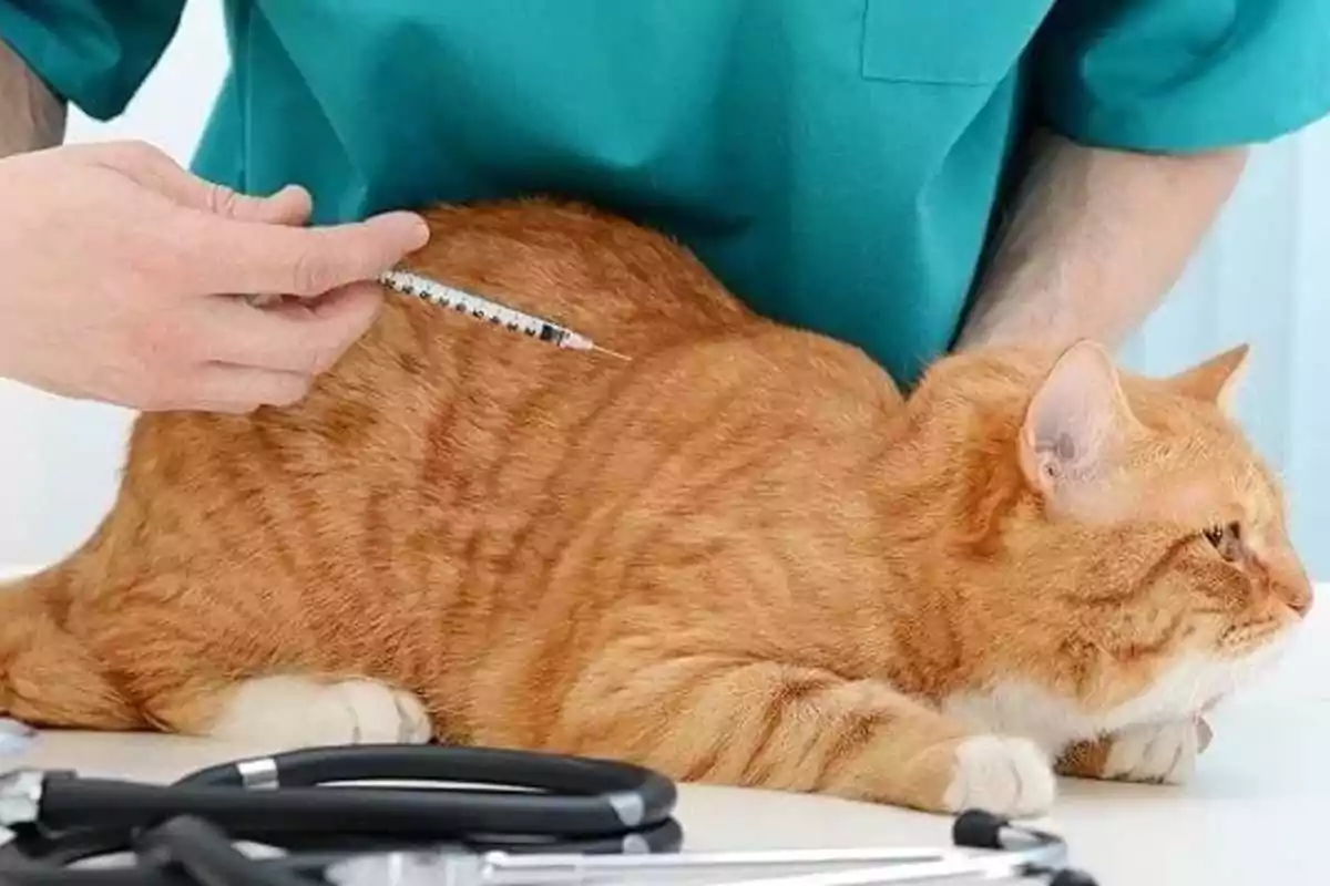 Orange cat receiving an injection from a veterinarian on a white table Orange cat receiving an injection from a veterinarian on a white table