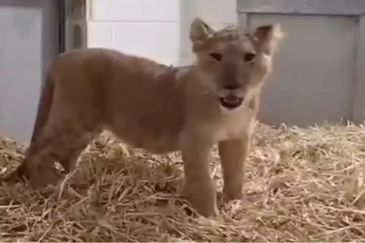 Un cachorro de león está de pie sobre una cama de paja dentro de un recinto.