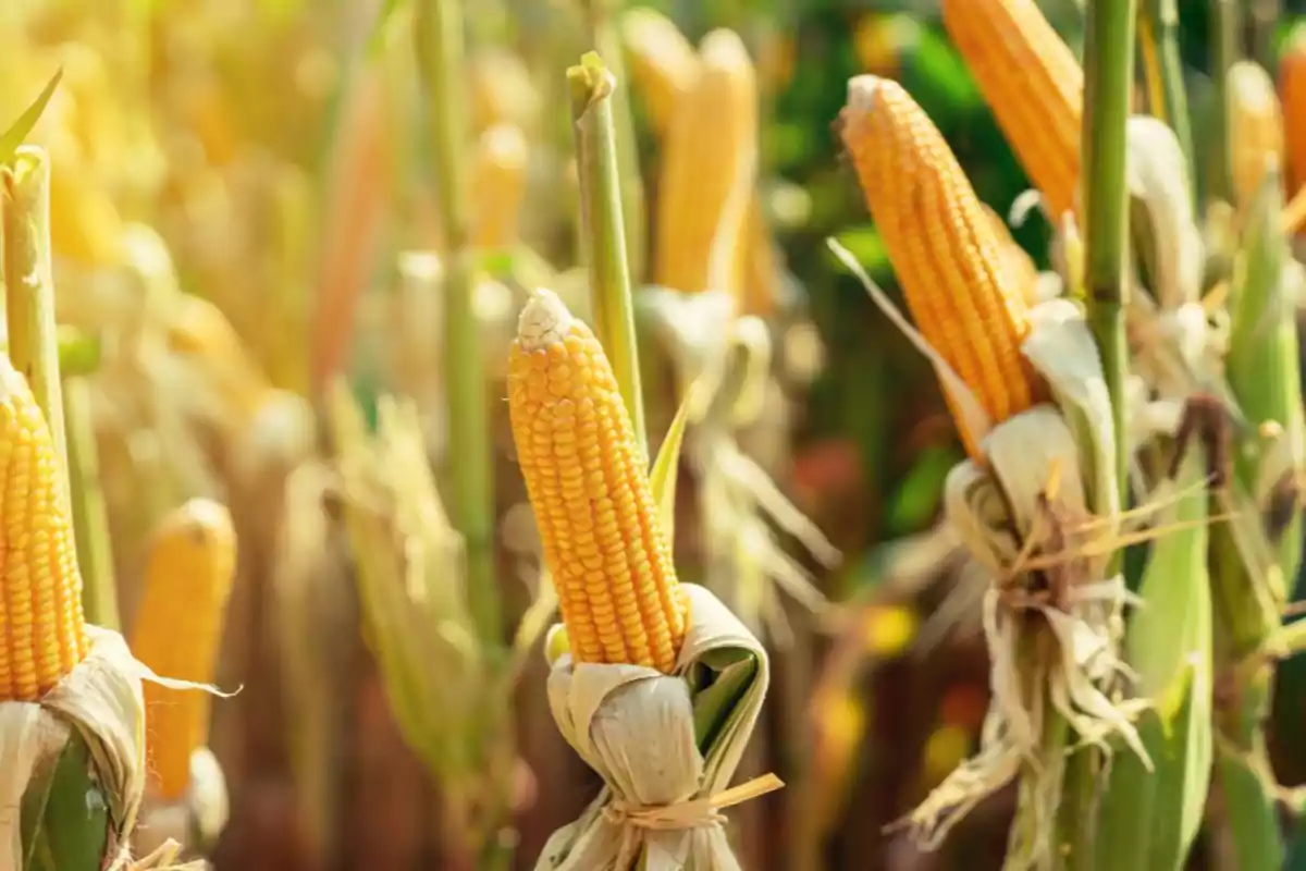 Mazorcas de maíz amarillo creciendo en un campo bajo la luz del sol Mazorcas de maíz amarillo creciendo en un campo bajo la luz del sol