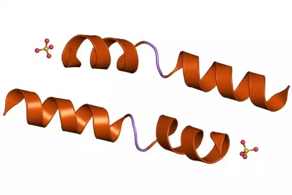 Three-dimensional structure of a protein with alpha helices in orange and small spherical molecules on the sides against a white background Three-dimensional structure of a protein with alpha helices in orange and small spherical molecules on the sides against a white background