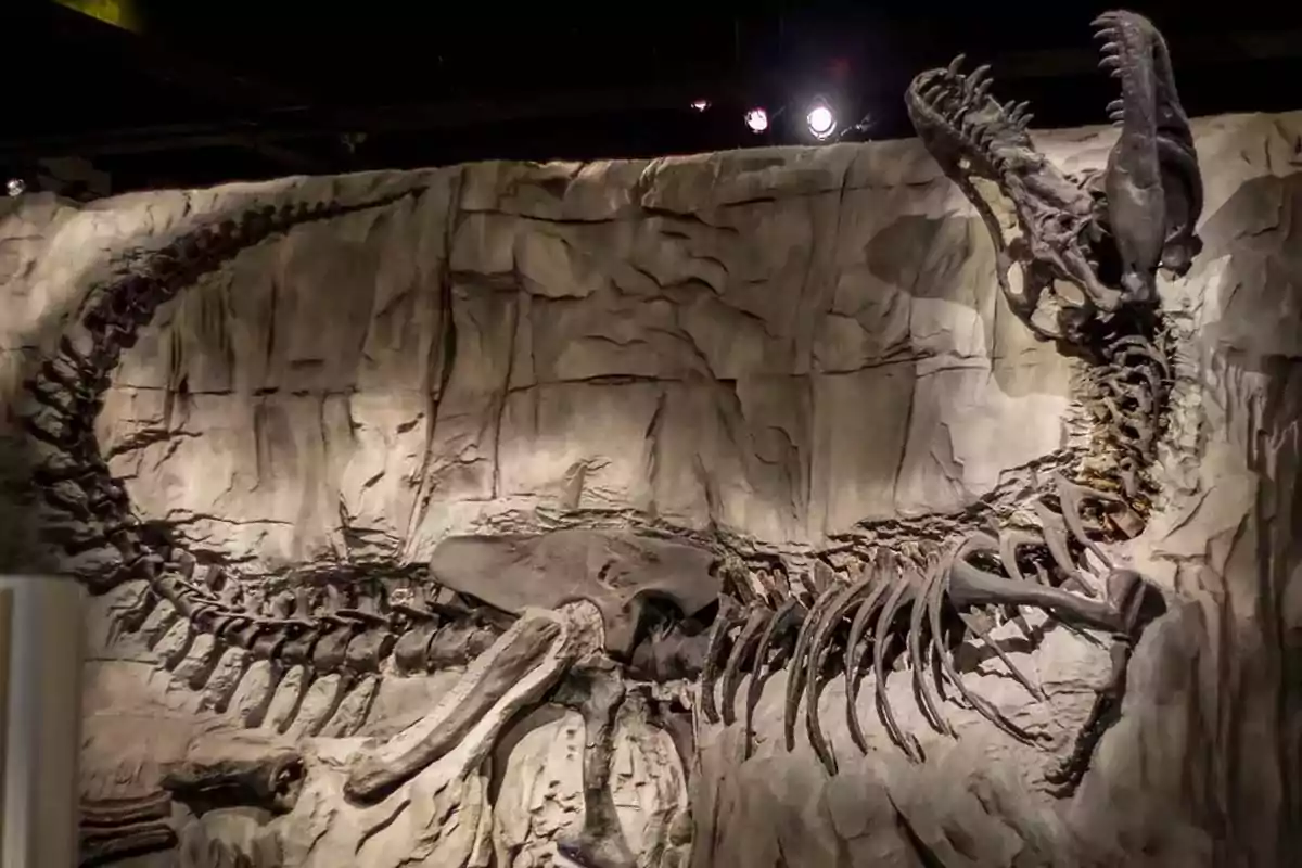 Fossilized skeleton of a large dinosaur displayed on a museum wall Fossilized skeleton of a large dinosaur displayed on a museum wall
