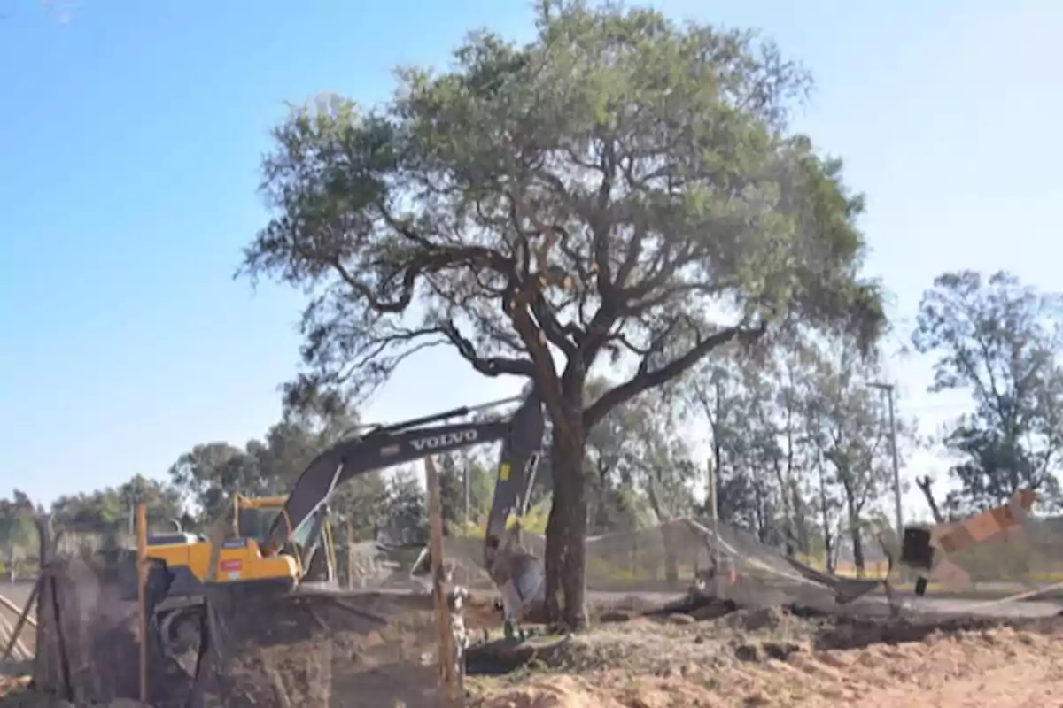 Excavadora amarilla trabajando cerca de un árbol grande en una zona de construcción rodeada de malla y tierra Excavadora amarilla trabajando cerca de un árbol grande en una zona de construcción rodeada de malla y tierra