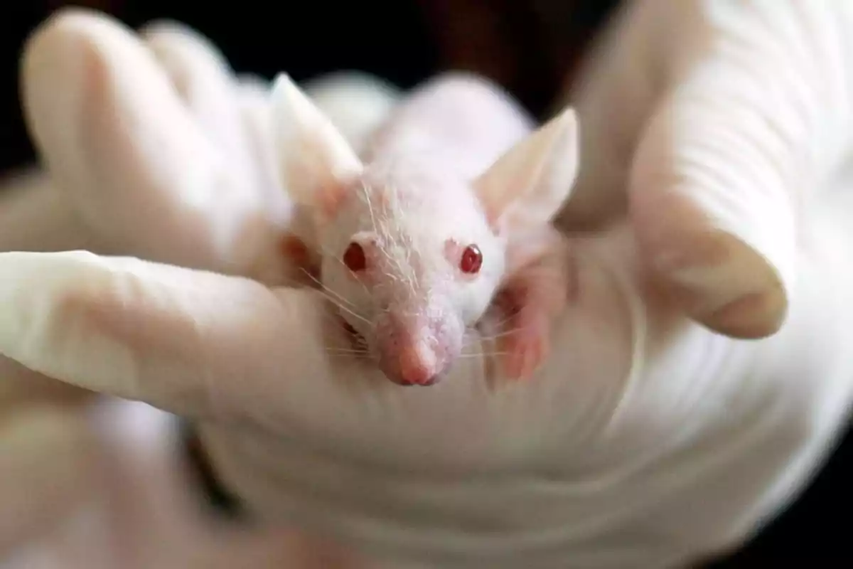 White laboratory mouse with red eyes held by a gloved hand White laboratory mouse with red eyes held by a gloved hand