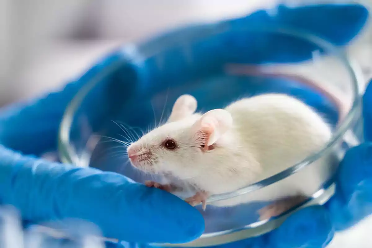 White mouse inside a glass capsule held by hands wearing blue gloves White mouse inside a glass capsule held by hands wearing blue gloves