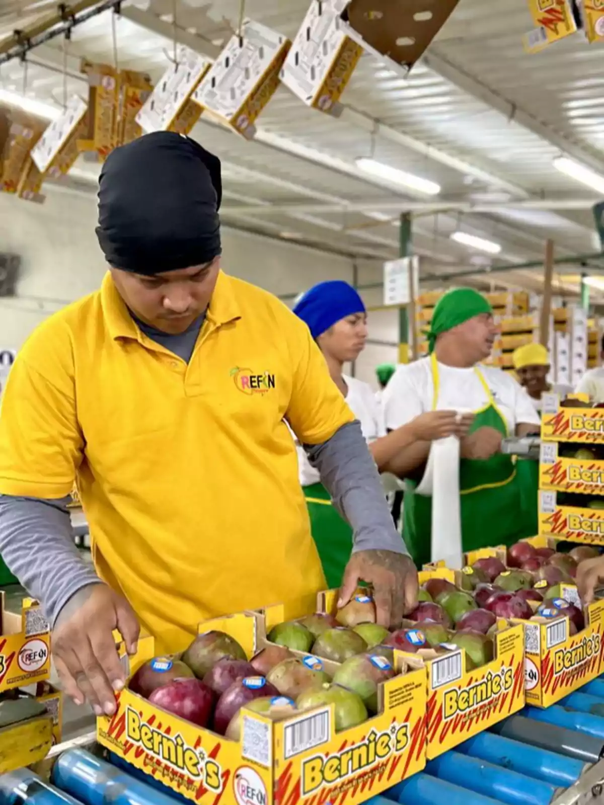 Trabajadores empacando mangos en cajas de cartón en una línea de producción dentro de una fábrica Trabajadores empacando mangos en cajas de cartón en una línea de producción dentro de una fábrica
