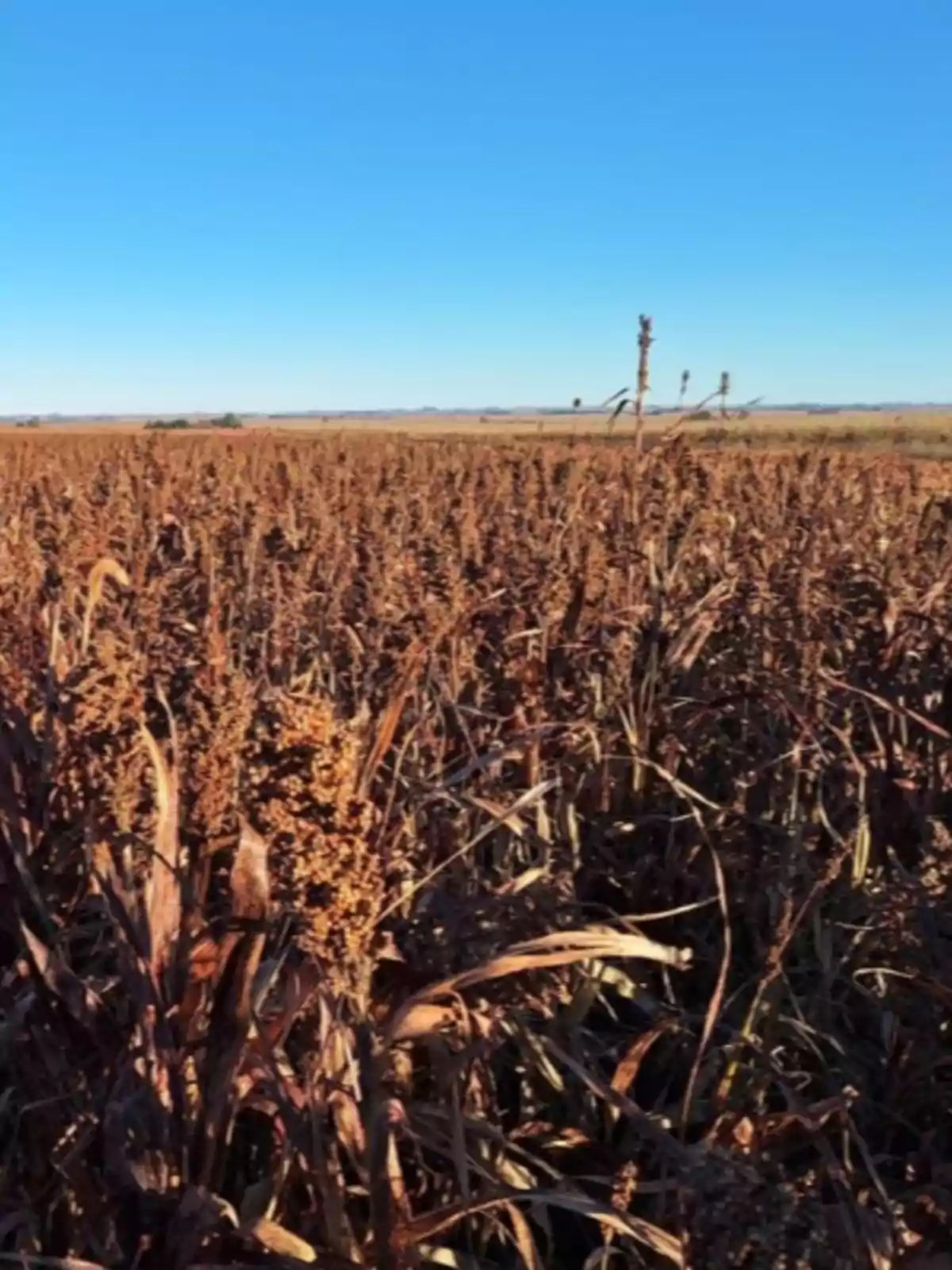 Campo de sorgo maduro bajo un cielo despejado Campo de sorgo maduro bajo un cielo despejado