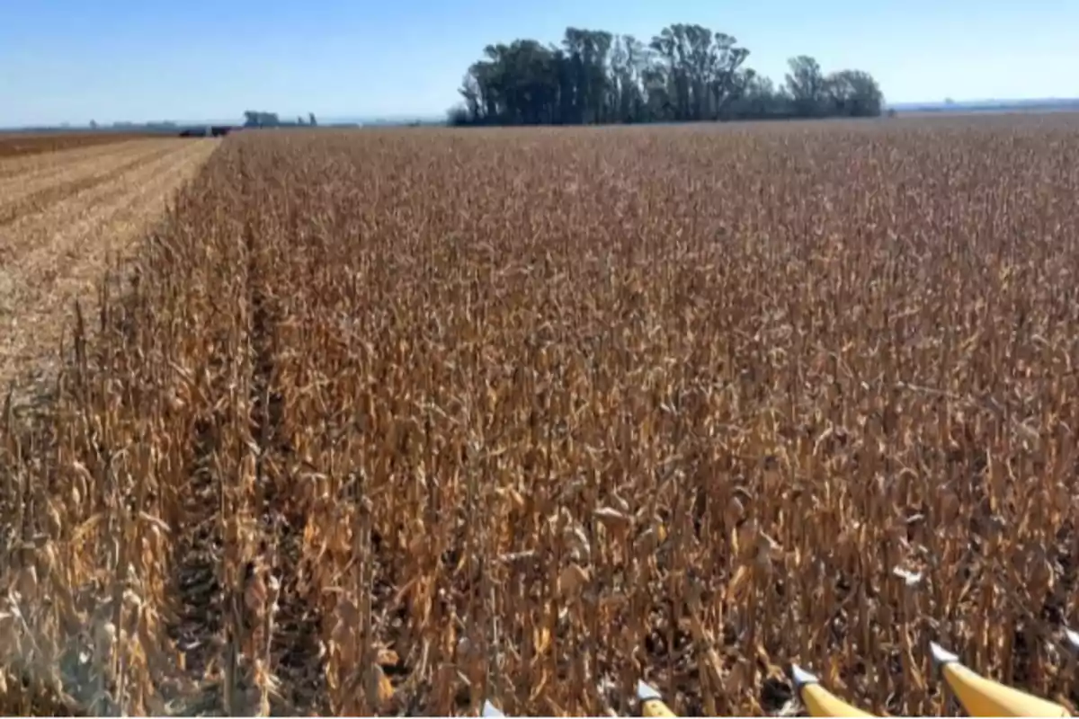 Campo de maíz listo para la cosecha con árboles al fondo y cielo despejado