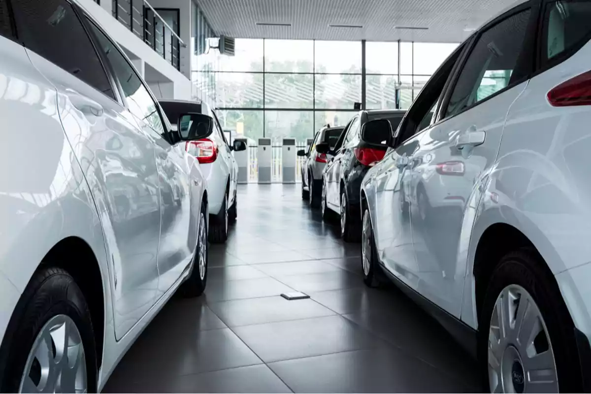 Several new cars lined up inside a car dealership with large windows in the background