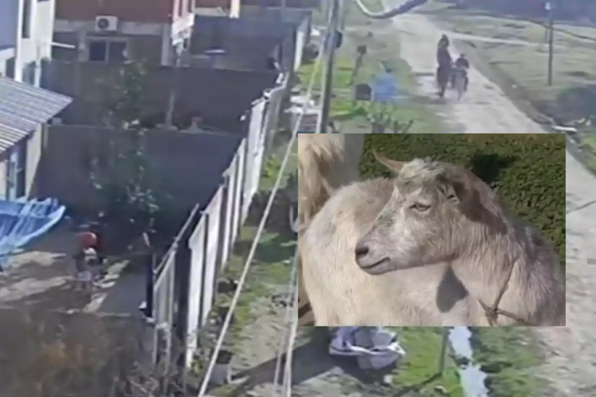 Vista de una calle de tierra en una zona residencial con casas y cercas, en la esquina inferior derecha hay una imagen superpuesta de una cabra de pelaje claro mirando hacia la derecha. Vista de una calle de tierra en una zona residencial con casas y cercas, en la esquina inferior derecha hay una imagen superpuesta de una cabra de pelaje claro mirando hacia la derecha.