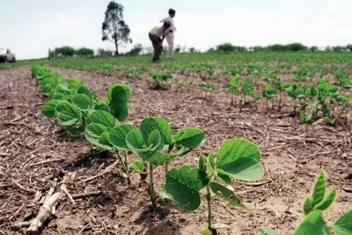 Plántulas verdes creciendo en hileras en un campo agrícola con dos personas al fondo supervisando el cultivo Plántulas verdes creciendo en hileras en un campo agrícola con dos personas al fondo supervisando el cultivo