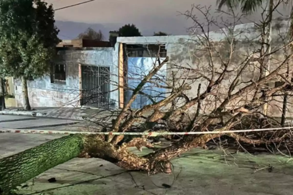 Fallen tree on a street in front of a house, with caution tape around it. Fallen tree on a street in front of a house, with caution tape around it.