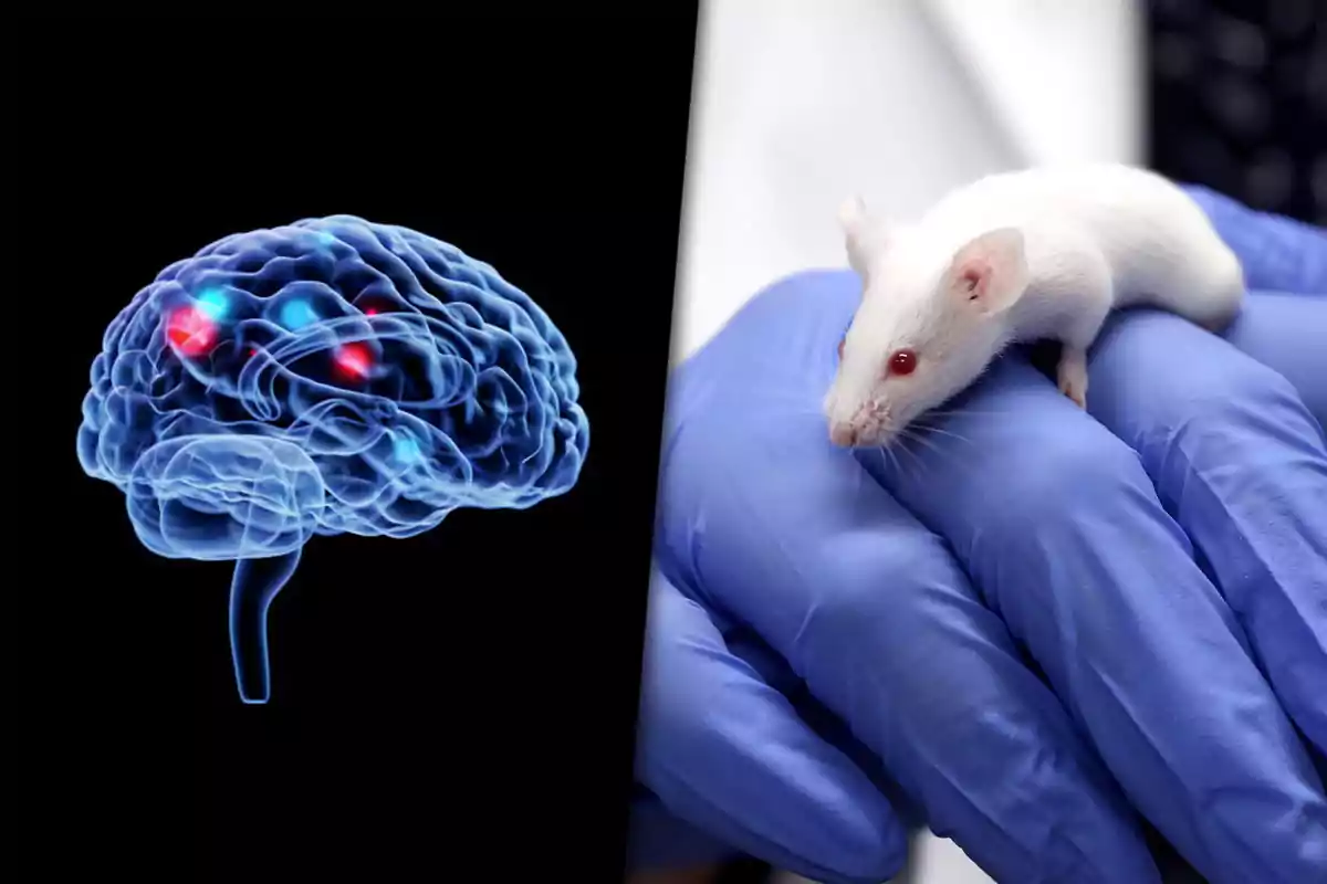 Un cerebro con áreas iluminadas junto a un ratón blanco sostenido por una mano enguantada de azul