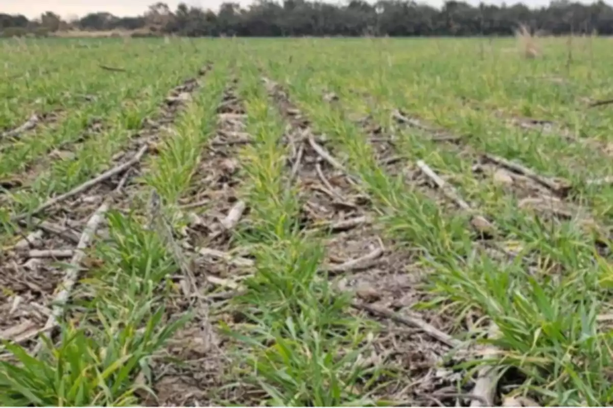 Campo con surcos de plantas verdes creciendo entre restos de cultivos anteriores y ramas secas