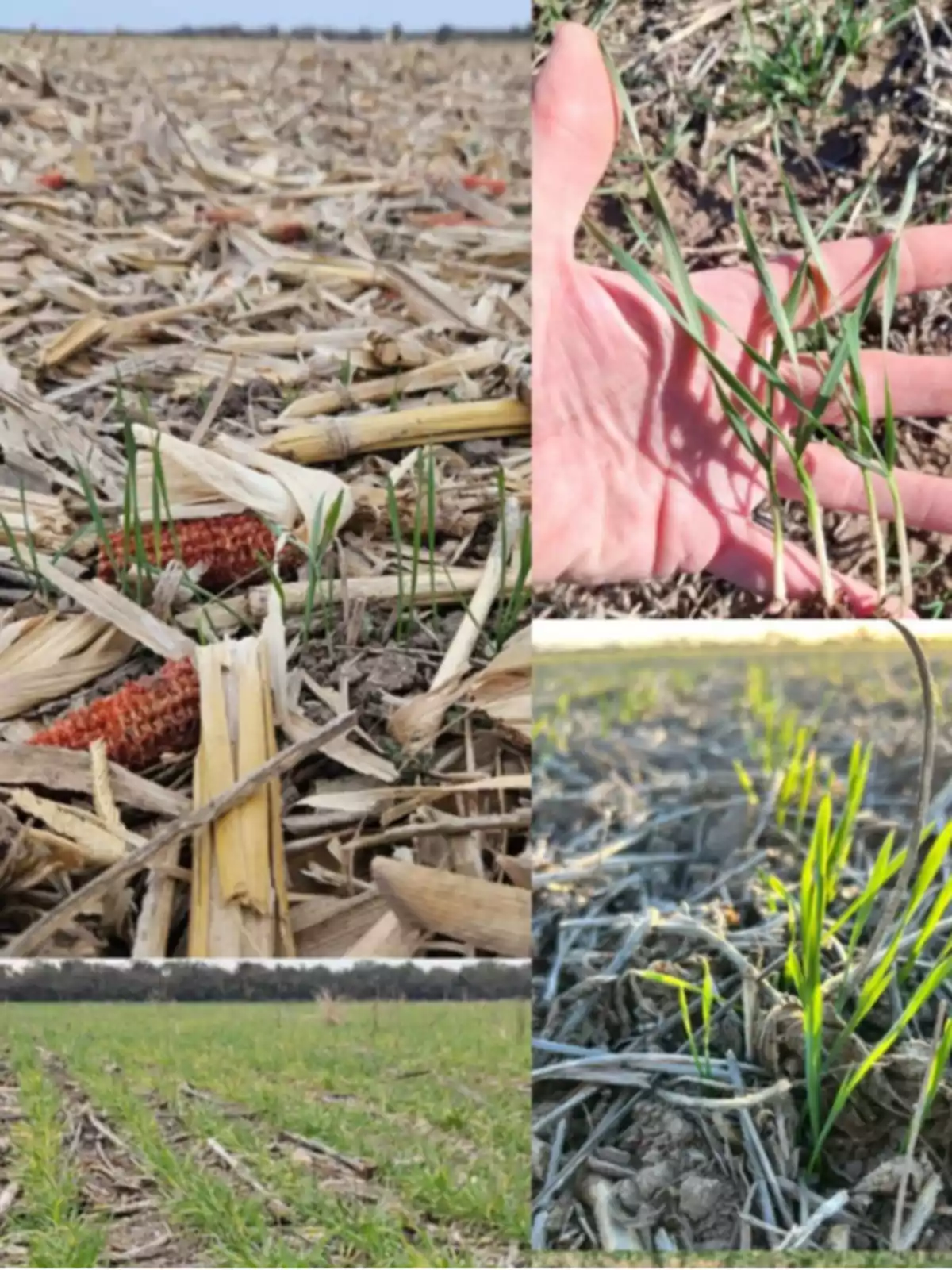 Brotes verdes de plantas creciendo entre restos de rastrojo en un campo agrícola con diferentes perspectivas y una mano mostrando el tamaño de las plántulas Brotes verdes de plantas creciendo entre restos de rastrojo en un campo agrícola con diferentes perspectivas y una mano mostrando el tamaño de las plántulas