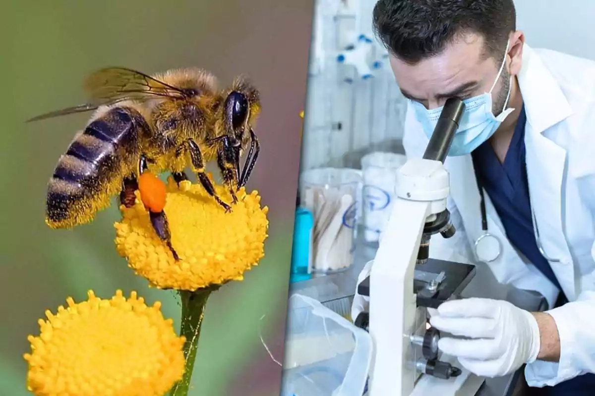 A bee collecting pollen from a flower and a scientist observing samples under a microscope