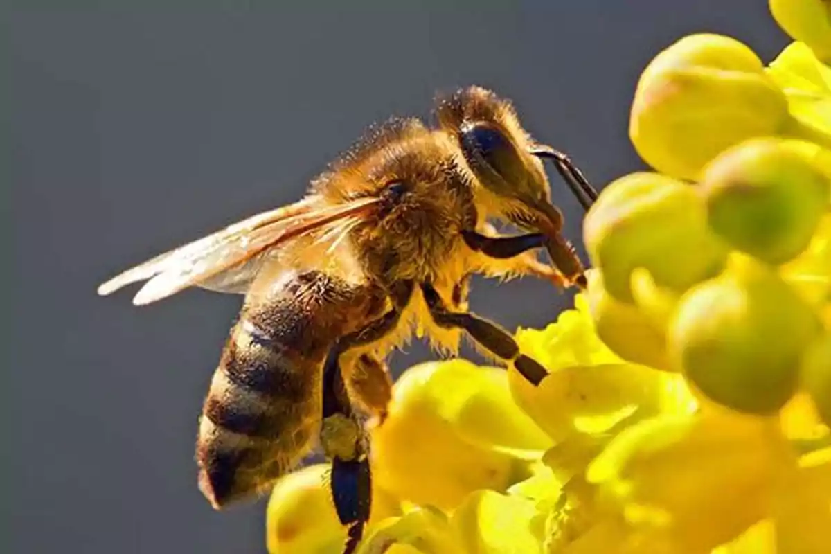 Bee perched on a yellow flower collecting pollen Bee perched on a yellow flower collecting pollen