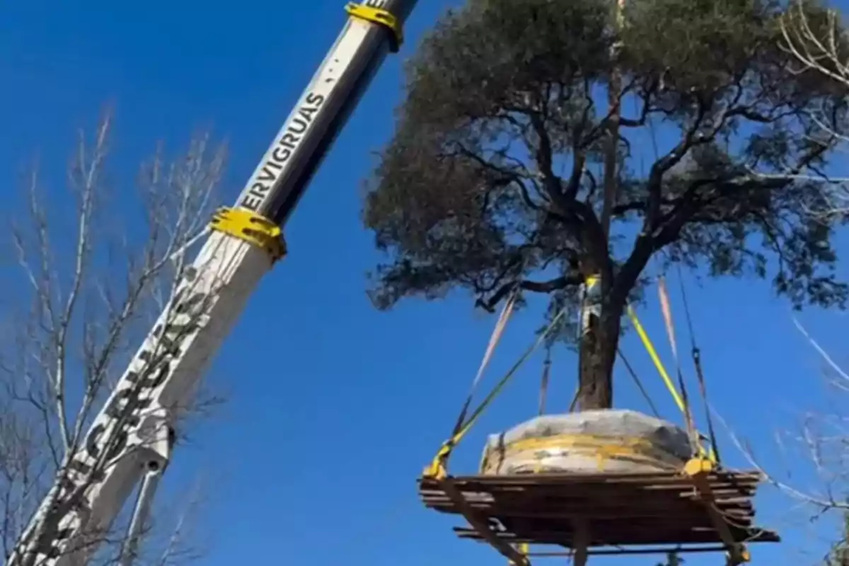 Crane lifting a large tree with roots wrapped on a wooden platform under a blue sky