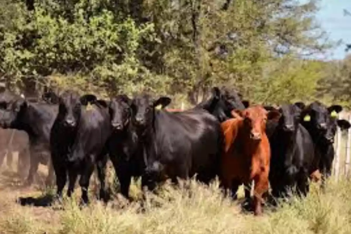 Group of black cows and one brown cow in a field with trees in the background Group of black cows and one brown cow in a field with trees in the background