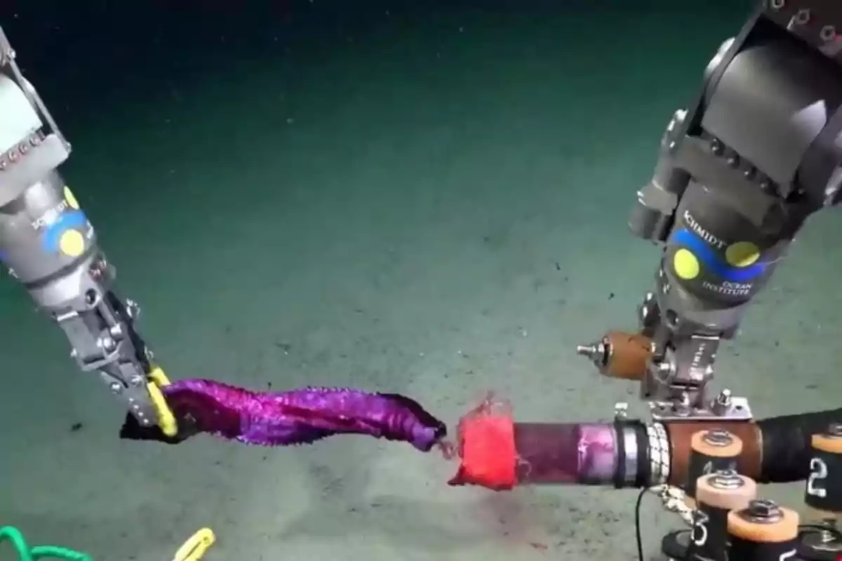 Brazos robóticos submarinos manipulando una criatura marina de color púrpura en el fondo del océano
