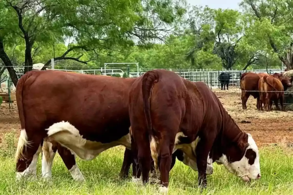 Dos vacas marrones con blanco pastando en un campo verde con árboles y más ganado al fondo Dos vacas marrones con blanco pastando en un campo verde con árboles y más ganado al fondo