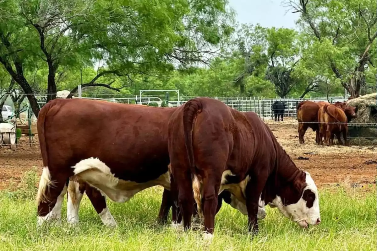 Dos vacas marrones con blanco pastando en un campo con árboles y más ganado al fondo
