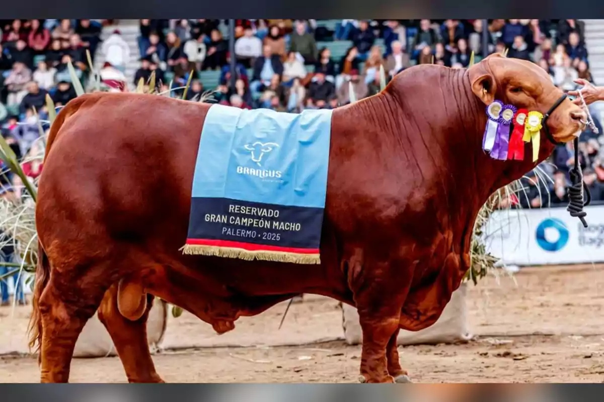 Brown Brangus bull with a prize ribbon and several rosettes on its head at a livestock show with an audience in the background Brown Brangus bull with a prize ribbon and several rosettes on its head at a livestock show with an audience in the background
