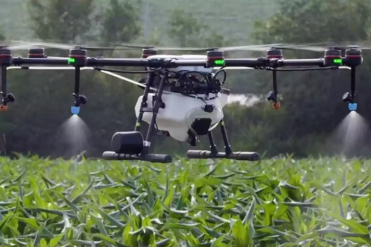 Un dron agrícola sobrevuela un campo de cultivo mientras rocía líquido sobre las plantas verdes