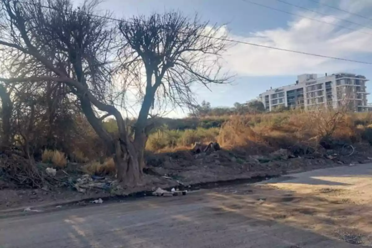 Árbol sin hojas junto a un camino de tierra con basura y vegetación seca, al fondo se observa un edificio moderno bajo un cielo parcialmente nublado Árbol sin hojas junto a un camino de tierra con basura y vegetación seca, al fondo se observa un edificio moderno bajo un cielo parcialmente nublado