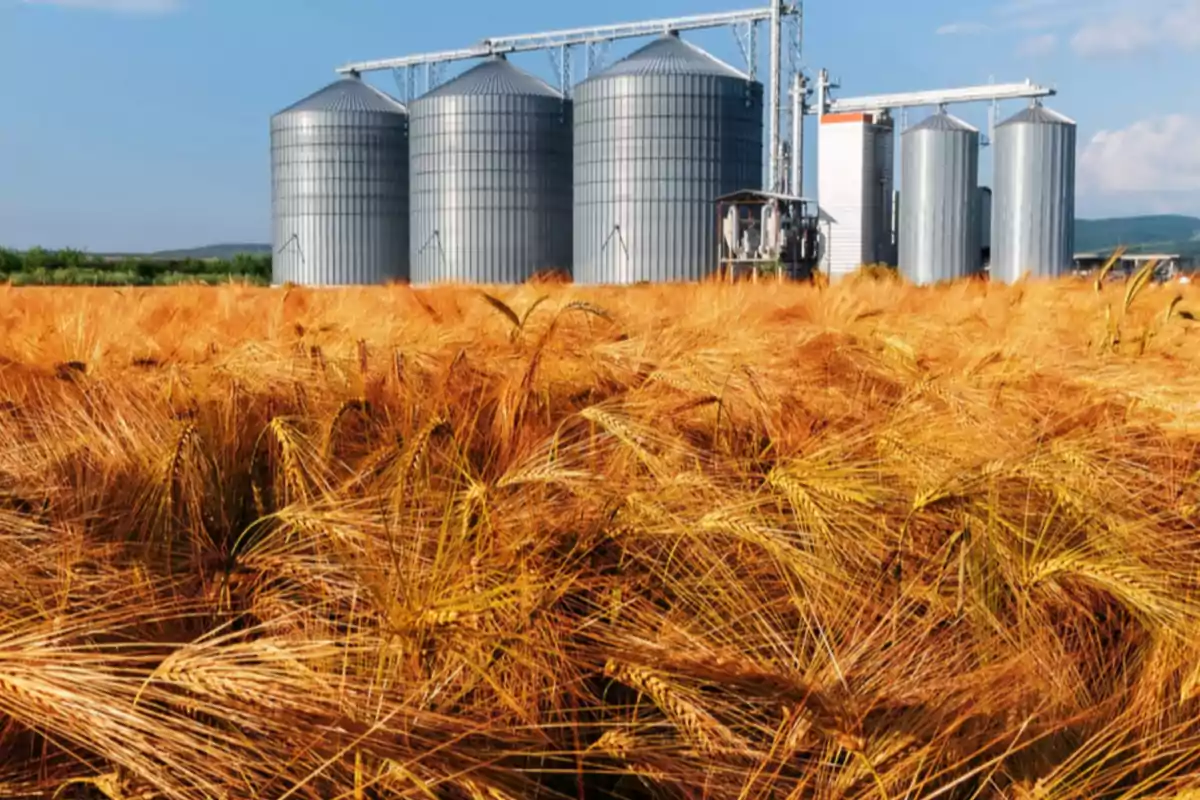 Golden wheat field with metal silos in the background under a blue sky