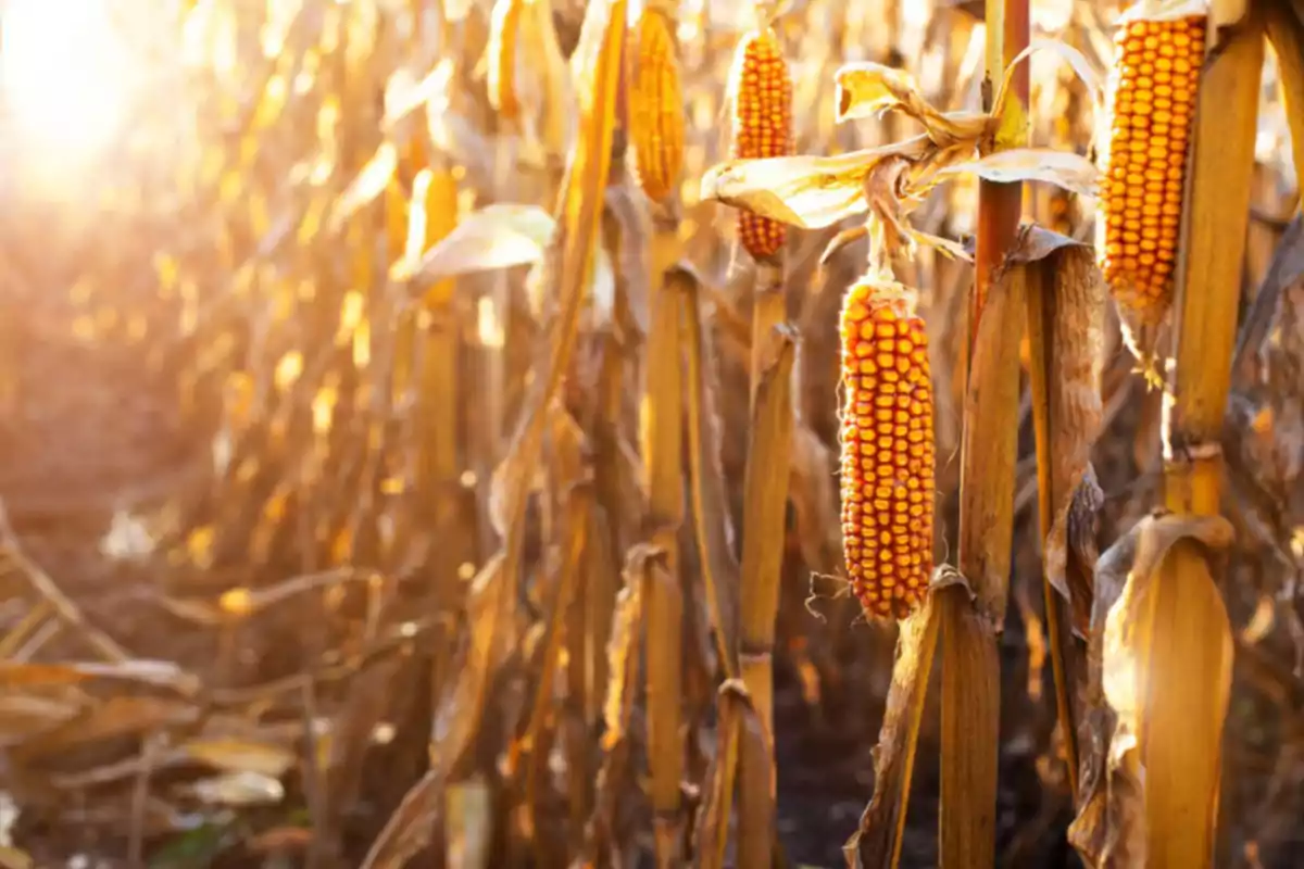 Ripe corn cobs in a field lit by sunlight Ripe corn cobs in a field lit by sunlight