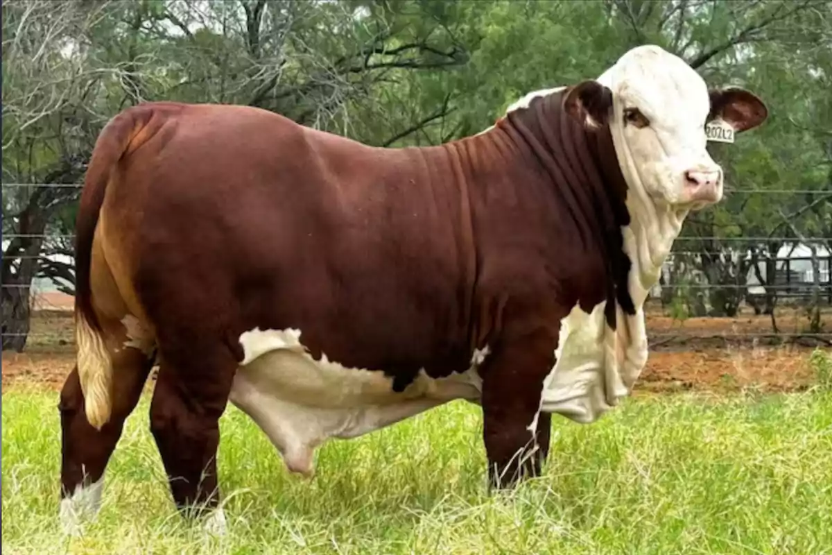 Toro de pelaje marrón con blanco parado sobre pasto verde en un campo con árboles al fondo Toro de pelaje marrón con blanco parado sobre pasto verde en un campo con árboles al fondo