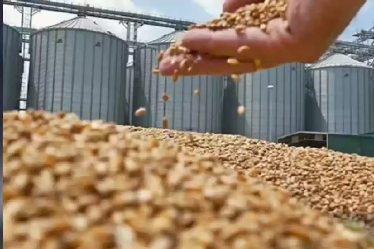 Una mano deja caer granos de trigo sobre un gran montón frente a varios silos metálicos de almacenamiento.