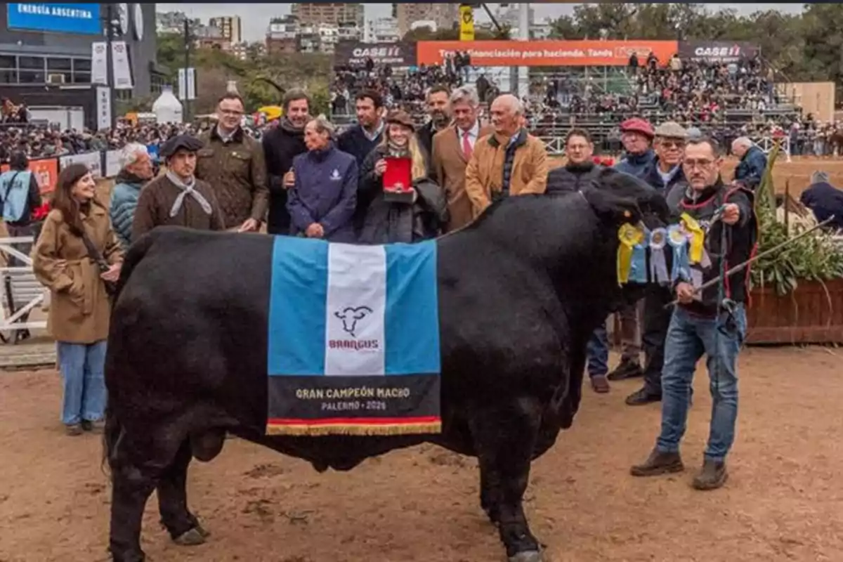 A black bull awarded with a sash and medals is displayed by a group of people at a rural exhibition with an audience and grandstands in the background. A black bull awarded with a sash and medals is displayed by a group of people at a rural exhibition with an audience and grandstands in the background.