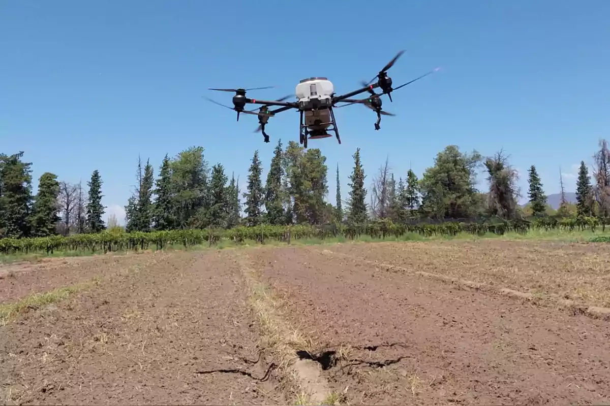 A drone flying over a crop field with trees in the background and a clear sky A drone flying over a crop field with trees in the background and a clear sky