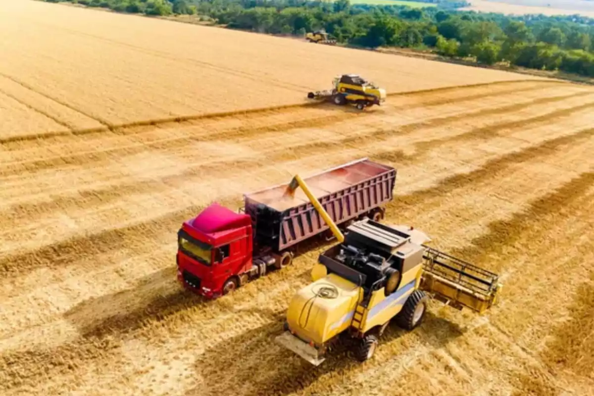 Cosechadora descargando grano en un camión rojo en un campo de trigo con otra cosechadora trabajando al fondo