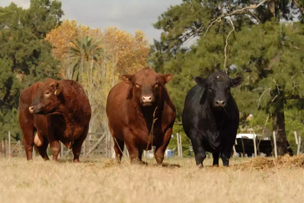 Three bulls of different breeds are standing in a field with trees in the background. Three bulls of different breeds are standing in a field with trees in the background.
